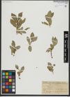 Foto von Salix hastata L.